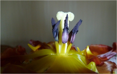 Die Krone der Tulpe