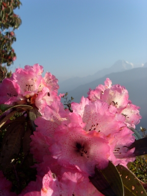 Rhododentronblüte