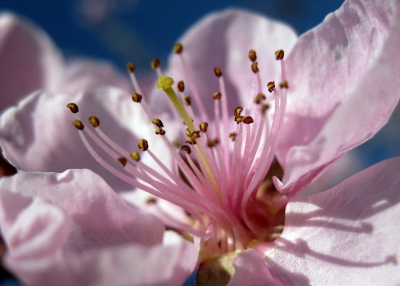 blick in eine nektarinenblüte...