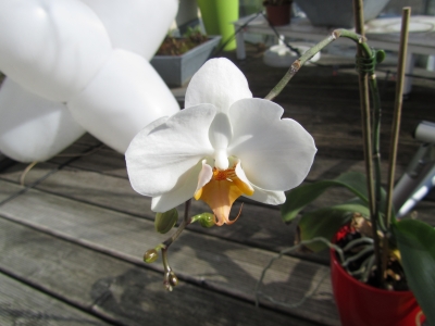 weiße orchidee