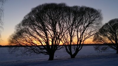 Sonnenuntergang im Winter mit Baum