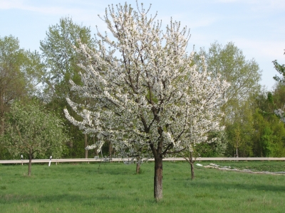 In voller Blüte