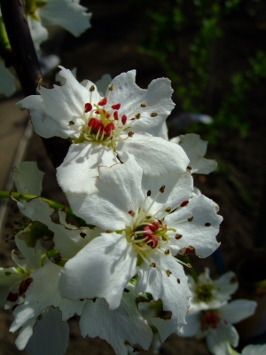 Blüten der Nashibirne