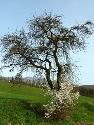 der Frühling ist da