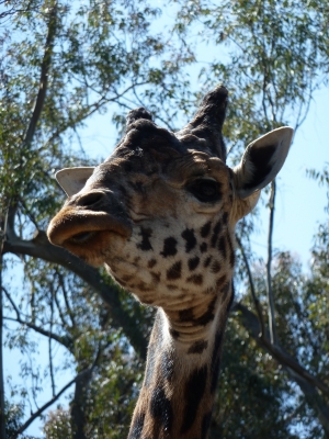 Giraffennahaufnahme