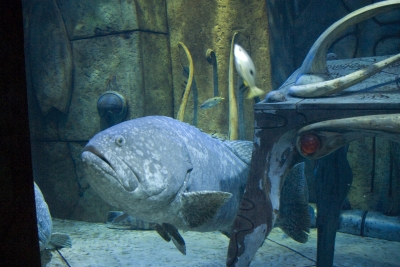 Aquarium-Bewohner