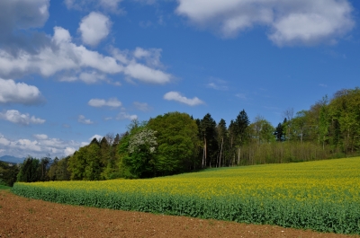 Rapsfeld vor Waldrand