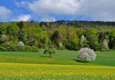 Laune der Natur: Bäume und Rapsfeld blühen gleichzeitig