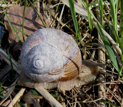 Weinbergschnecke