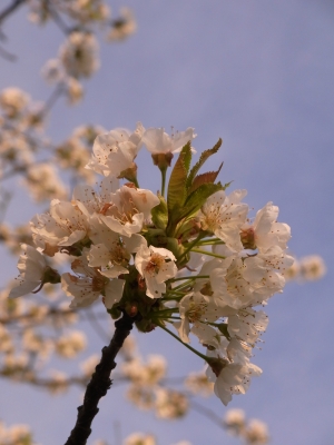 kirschblüten