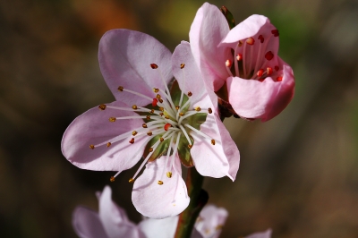 Aprikosenblüte