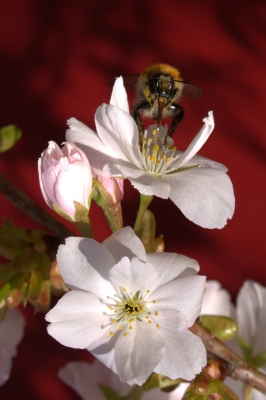 Hummel auf jap. Zierkirsche