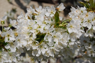 Kirschblüte