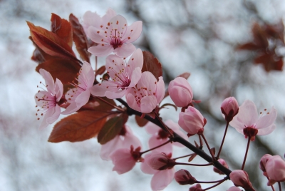 Frühlingsblüten
