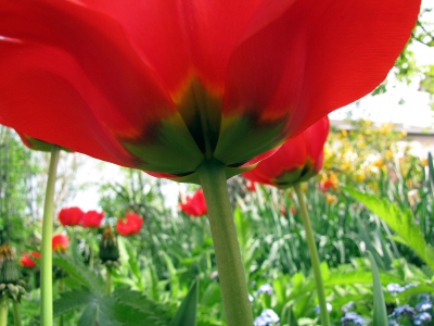 Tulpe - einmal anders gesehen
