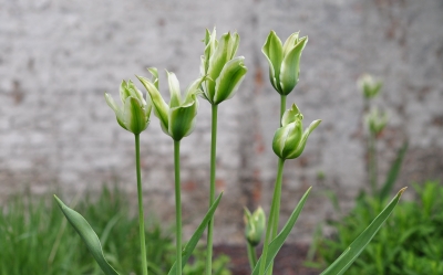 Tulpen in Weiss-Grün
