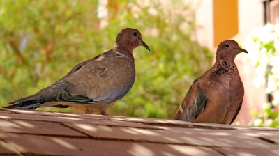 Ägyptisches Taubenpaar