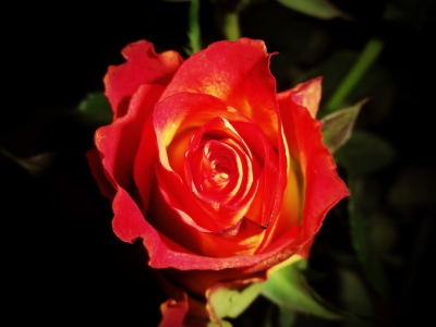 Rose bei Nacht