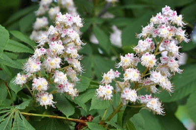 Kastanienblüten