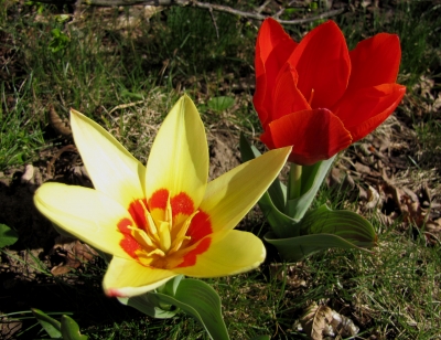 Farbkontraste im Frühling