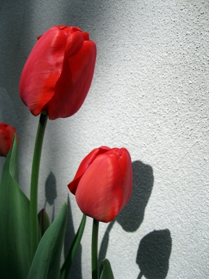 rote Tulpen...