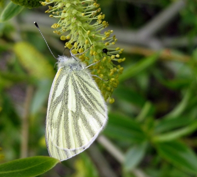 Schmetterling 1