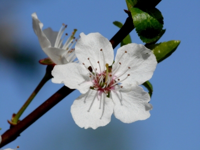 Kirschblüte