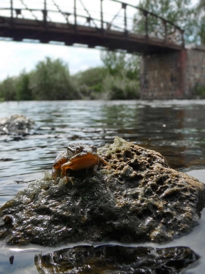 der Frosch und die Brücke