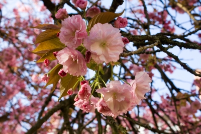 Kirschblüten-Impressionen I