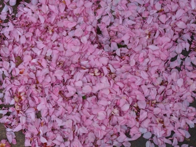 Blütenblätterteppich