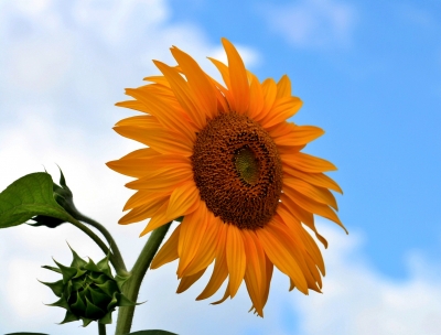 sonnenblume