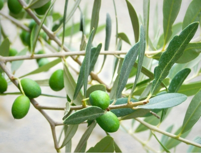 Oliven  am Baum