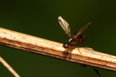 Glänzende Schwingfliege