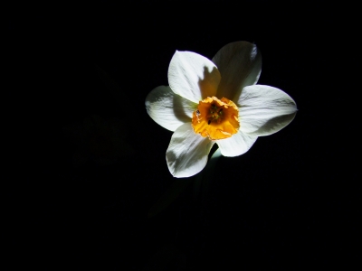 Narcissus by night