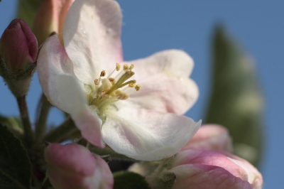 Apfelblüte III