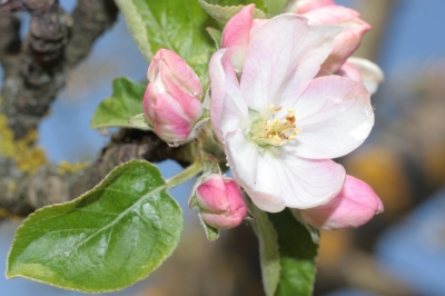Apfelblüte IV