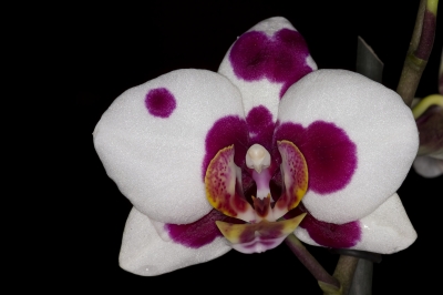 Orchideenblüte 8