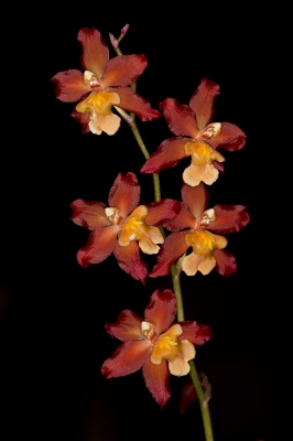 Orchideenblüte 7