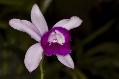 Orchideenblüte 5