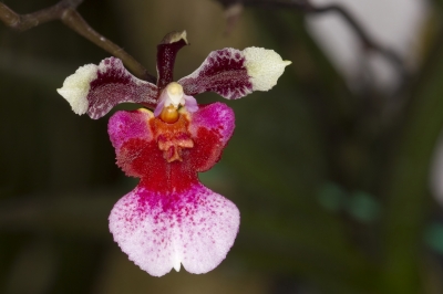 Orchideenblüte 1