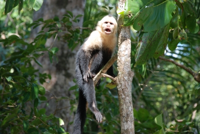 Affe auf Baum