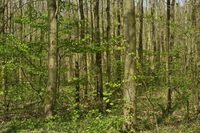 junger Wald im Frühling