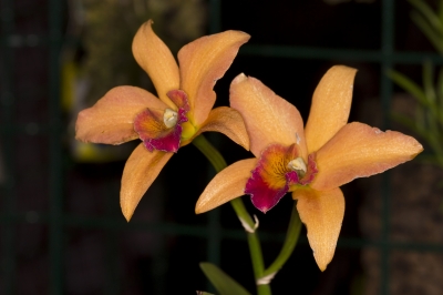 Orchideenblüte 6