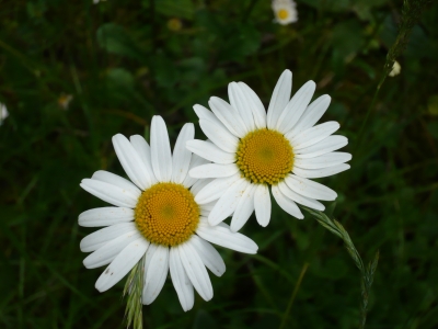 Blätter u. Blumen