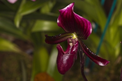 Orchideenblüte 2