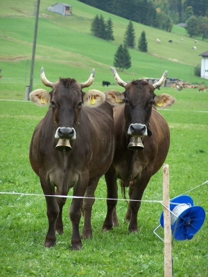 zwei Kühe im Tannheimer Tal (1)