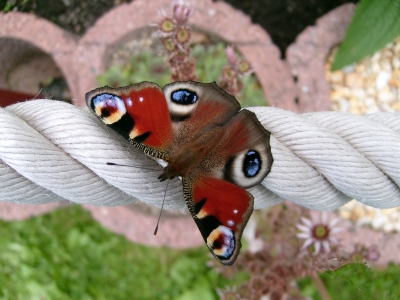 Schmetterling auf Seil