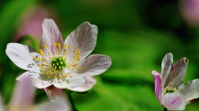 Rosa Buschwindröschen