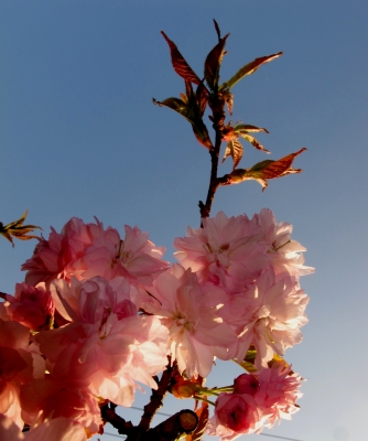 Kirschbaumblüten im Morgenlicht