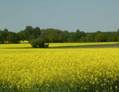 Rapsfeld und Weiden